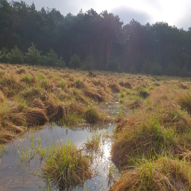 © Gesa Wannick/DBU Naturerbe Bild zum Eintrag (1097703-160)