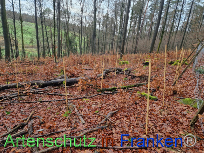 © Artenschutz in Franken® Bild zum Eintrag (1097913-160)