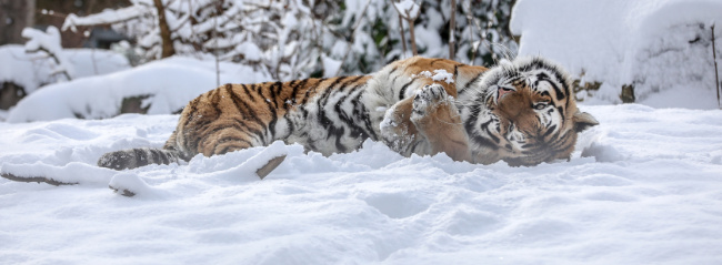 © ZOOLOGISCHER GARTEN MAGDEBURG gGmbH Bild zum Eintrag (1097923-160)