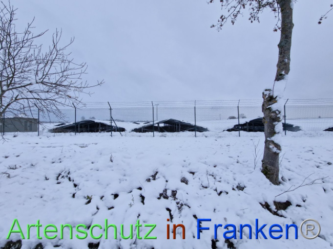 © Artenschutz in Franken® Bild zum Eintrag (1097936-160)