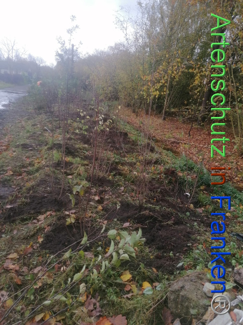 © Artenschutz in Franken® Bild zum Eintrag (1098024-160)