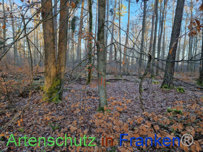 © Artenschutz in Franken® Bild zum Eintrag (1098191-160)