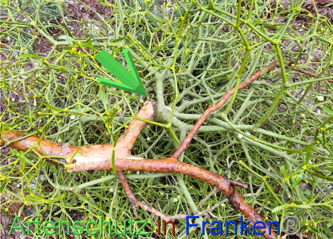 © Artenschutz in Franken® Bild zum Eintrag (1098634-160)