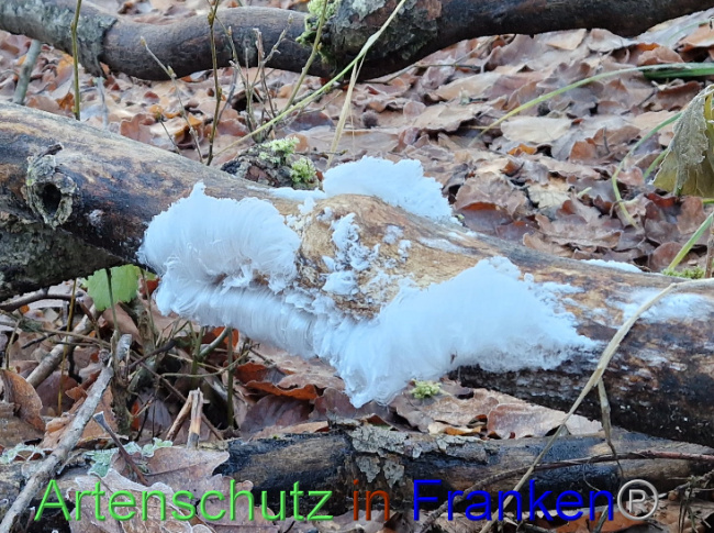 © Artenschutz in Franken® Bild zum Eintrag (1098676-160)