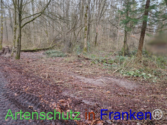 © Artenschutz in Franken® Bild zum Eintrag (1098734-160)
