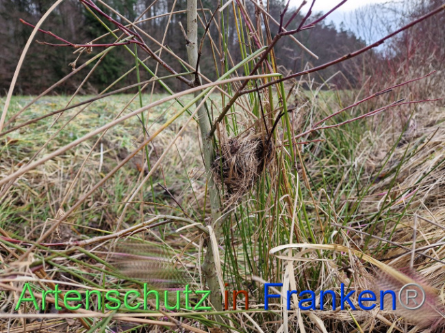 © Artenschutz in Franken® Bild zum Eintrag (1098873-160)