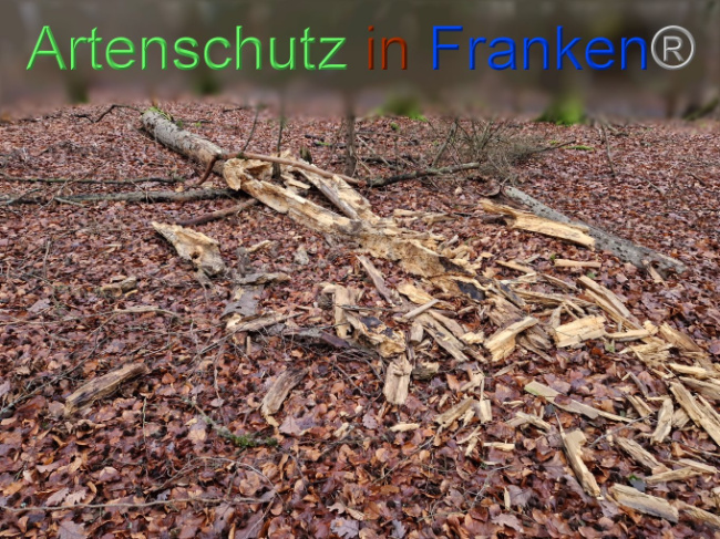 © Artenschutz in Franken® Bild zum Eintrag (1099017-160)