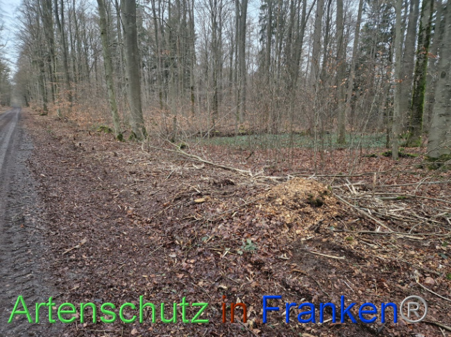 © Artenschutz in Franken® Bild zum Eintrag (1099082-160)