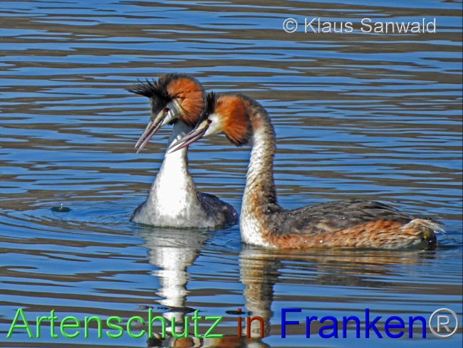 © Artenschutz in Franken® / Klaus Sanwald Bild zum Eintrag (1099197-160)