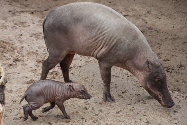 © Foto: Wilhelma Stuttgart / Birger Meierjohann Bild zum Eintrag (1099535-160)
