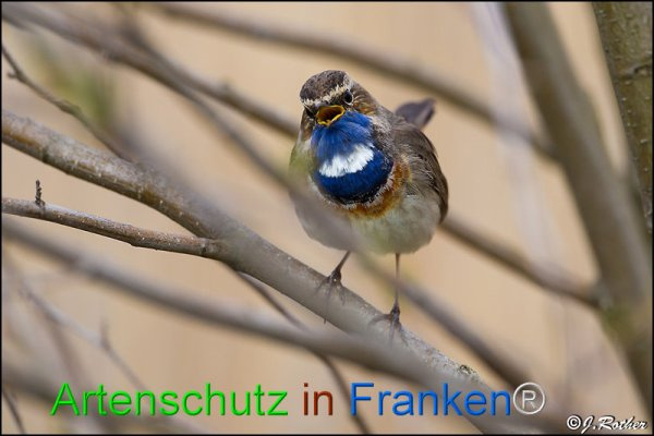 © Artenschutz in Franken® / Johannes Rother Bild zum Eintrag (1101166-160)