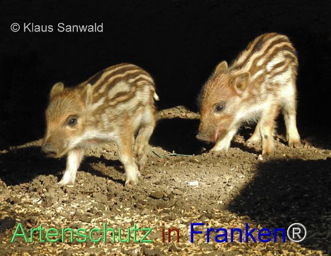© Artenschutz in Franken® / Klaus Sanwald Bild zum Eintrag (1101194-160)