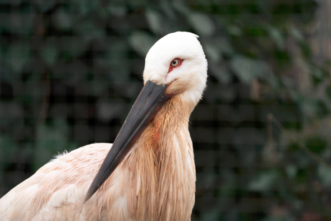 © Zoologisch-Botanischer Garten Stuttgart Bild zum Eintrag (1101325-160)