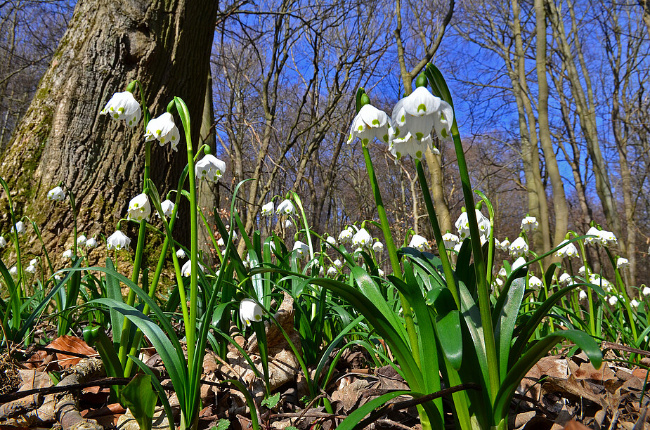 © Foto: Rüdiger Biehl Bild zum Eintrag (1101347-160)
