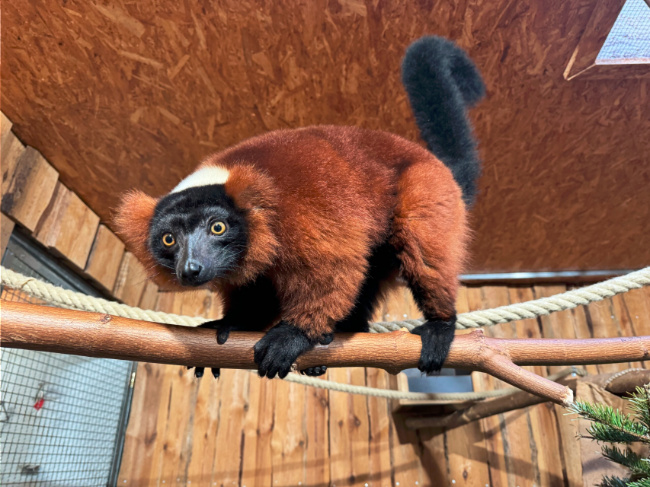 © ZOOLOGISCHER GARTEN MAGDEBURG gGmbH / Anna Gerbel Bild zum Eintrag (1101375-160)