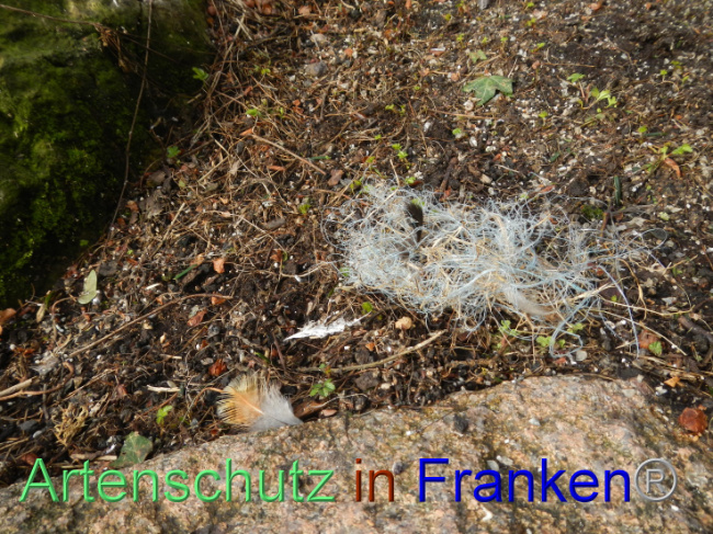 © Artenschutz in Franken® Bild zum Eintrag (1101398-160)