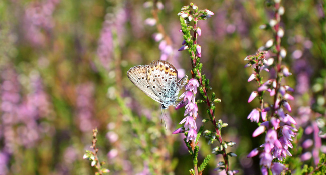 © Matthias Sanetra Bild zum Eintrag (1101400-160)