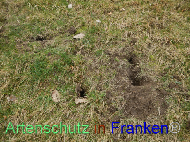 © Artenschutz in Franken® Bild zum Eintrag (1101418-160)