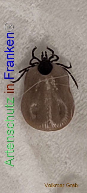 © Artenschutz in Franken® / Volkmar Greb Bild zum Eintrag (1101426-160)