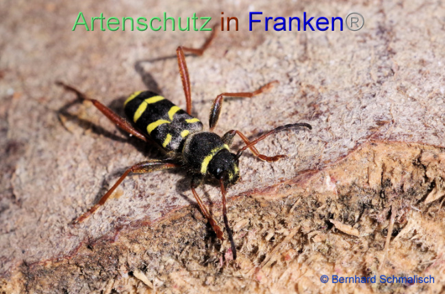 © Artenschutz in Franken® / Bernhard Schmalisch Bild zum Eintrag (1101454-160)