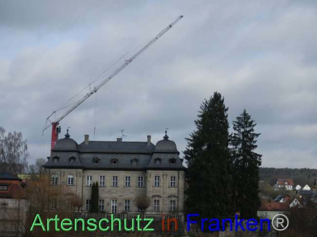 © Artenschutz in Franken® Bild zum Eintrag (1101493-160)