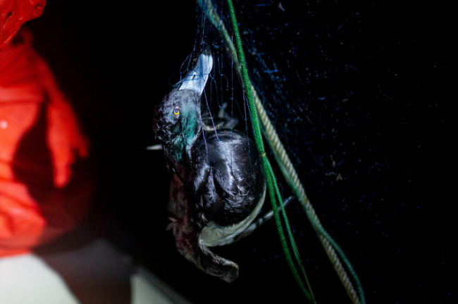 © Foto: Katie Mähler / Sea Shepherd Bild zum Eintrag (1101497-160)