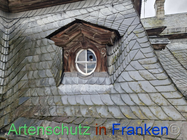 © Artenschutz in Franken® Bild zum Eintrag (1101522-160)