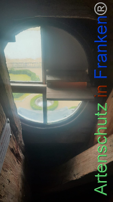 © Artenschutz in Franken® Bild zum Eintrag (1101528-160)