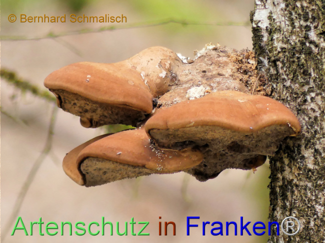 © Artenschutz in Franken® / Bernhard Schmalisch Bild zum Eintrag (1101586-160)