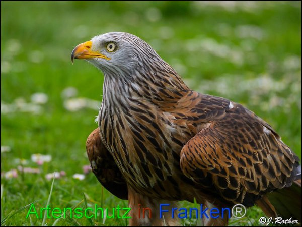© Artenschutz in Franken® / Johannes Rother Bild zum Eintrag (1101615-160)
