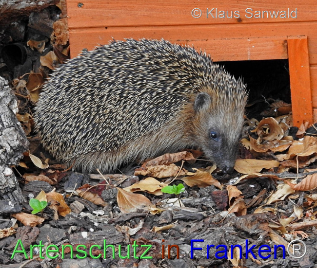 © Artenschutz in Franken® / Klaus Sanwald Bild zum Eintrag (1101674-160)