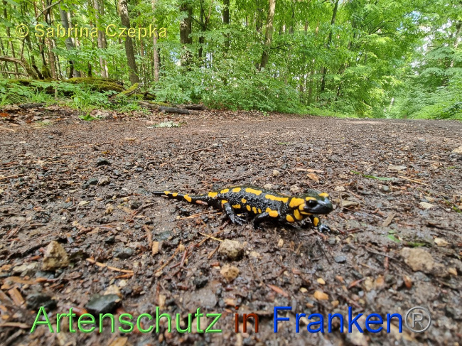 © Artenschutz in Franken® / Sabrina Czepka Bild zum Eintrag (1101738-160)