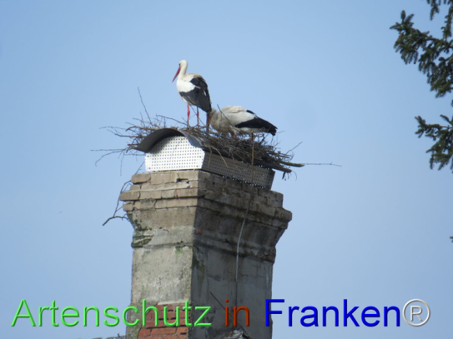 © Artenschutz in Franken® Bild zum Eintrag (1101752-160)