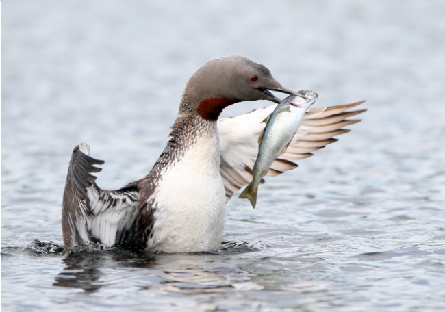 © Foto: Hinrich Bäsemann Bild zum Eintrag (1102448-160)
