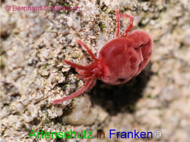 © Artenschutz in Franken® / Bernhard Schmalisch Bild zum Eintrag (1102528-160)