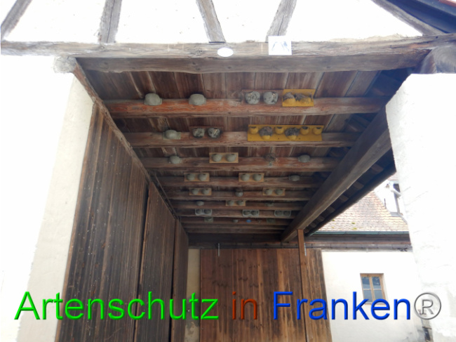 © Artenschutz in Franken® Bild zum Eintrag (1102745-160)