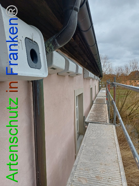 © Artenschutz in Franken® Bild zum Eintrag (1102943-160)
