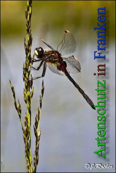 © Artenschutz in Franken® / Johannes Rother Bild zum Eintrag (1103130-160)