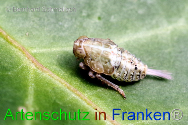 © Artenschutz in Franken® / Bernhard Schmalisch Bild zum Eintrag (1103257-160)