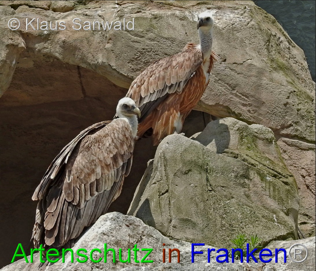 © Artenschutz in Franken® / Klaus Sanwald Bild zum Eintrag (1103365-160)