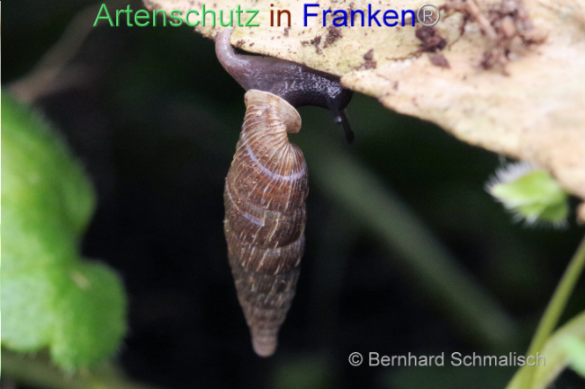 © Artenschutz in Franken® / Bernhard Schmalisch Bild zum Eintrag (1103371-160)