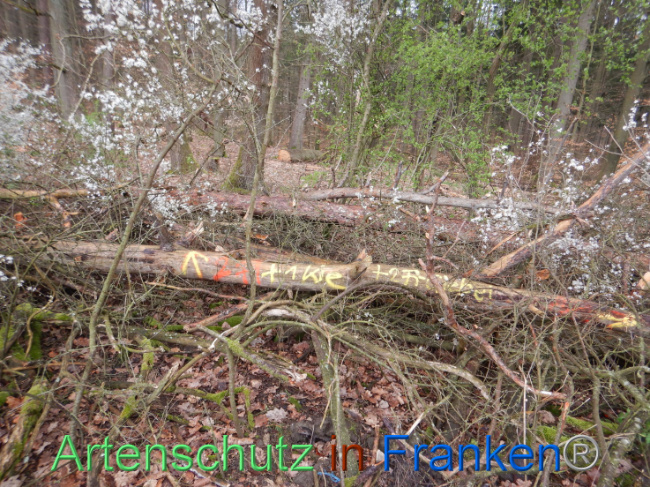 © Artenschutz in Franken® Bild zum Eintrag (1103450-160)