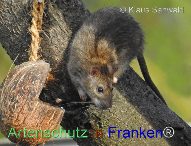 © Artenschutz in Franken® / Klaus Sanwald Bild zum Eintrag (1103657-160)