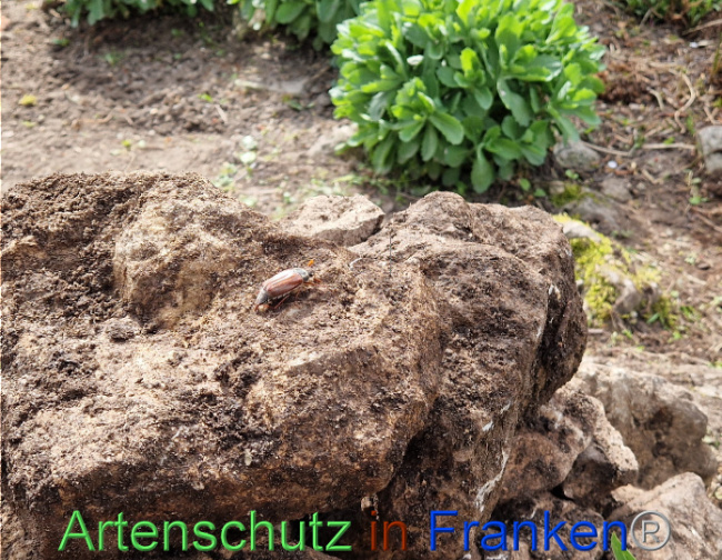 © Artenschutz in Franken® Bild zum Eintrag (1103663-160)
