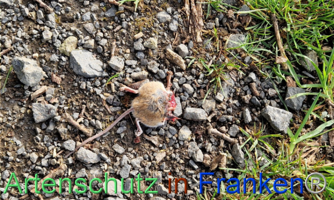 © Artenschutz in Franken® Bild zum Eintrag (1103704-160)
