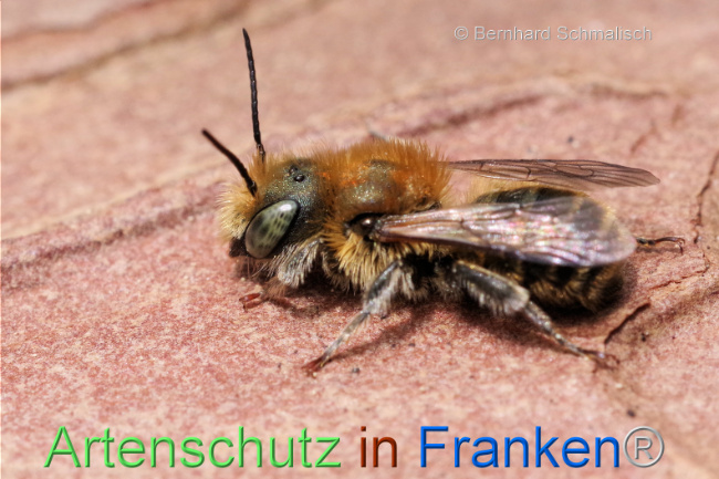 © Artenschutz in Franken® / Bernhard Schmalisch Bild zum Eintrag (1103730-160)