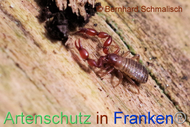 © Artenschutz in Franken® / Bernhard Schmalisch Bild zum Eintrag (1103747-160)