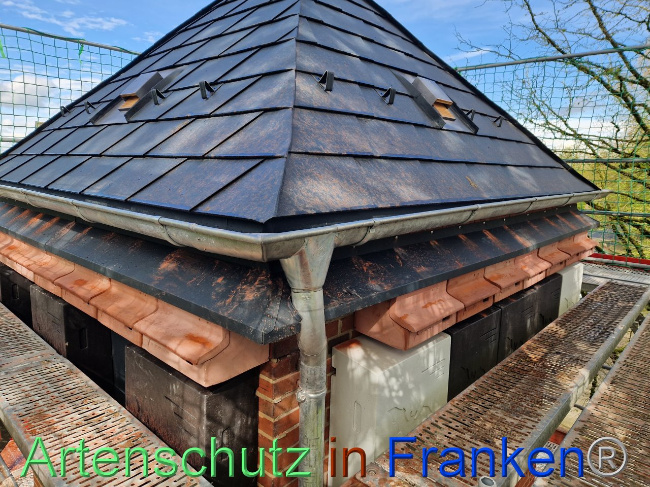 © Artenschutz in Franken® Bild zum Eintrag (1103751-160)