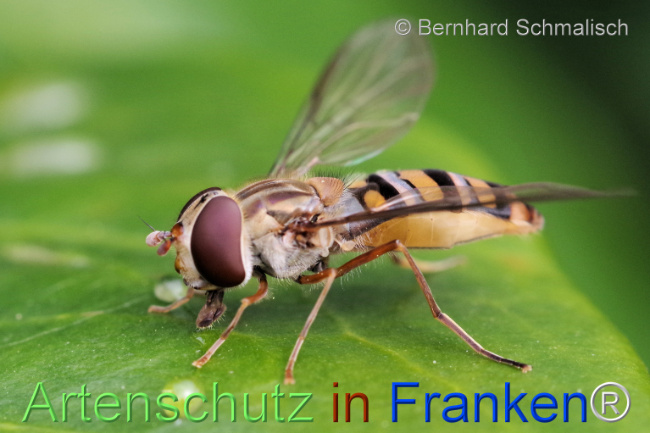 © Artenschutz in Franken® / Bernhard Schmalisch Bild zum Eintrag (1103753-160)