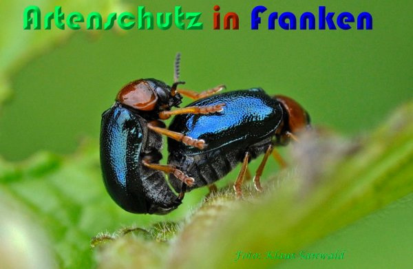 © Artenschutz in Franken® / Klaus Sanwald Bild zum Eintrag (1103841-160)